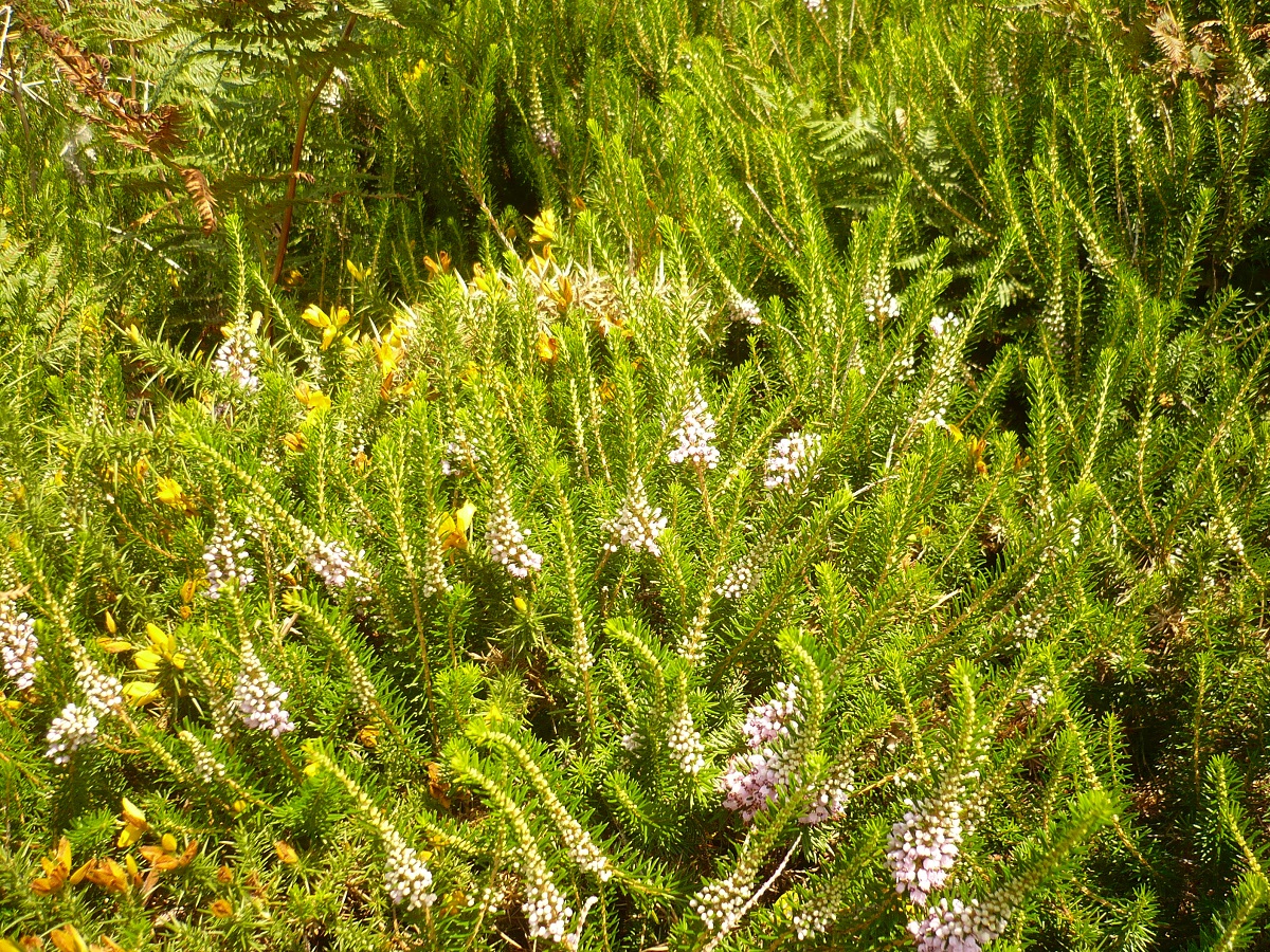 Erica vagans (Ericaceae)